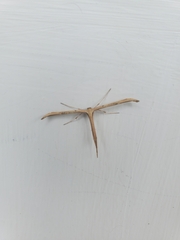 Pterophoridae