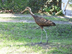 Aramus guarauna