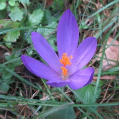Crocus nudiflorus