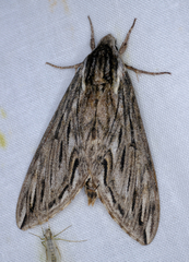 Sphinx canadensis