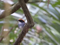 Conopophaga melanops