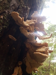 Laetiporus conifericola