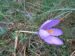 Crocus nudiflorus