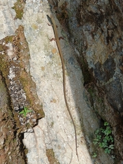 Takydromus sexlineatus