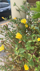 Portulaca umbraticola