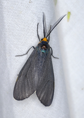 Ctenucha virginica