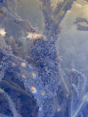 Corallina officinalis