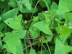 Rhinoncomimus latipes