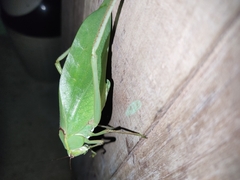 Stilpnochlora