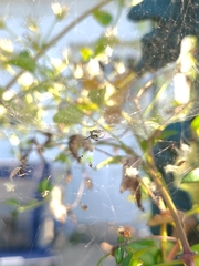 Frontinella pyramitela