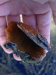 Botrylloides violaceus