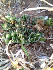 Aptosimum procumbens