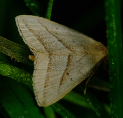 Macrochilo absorptalis