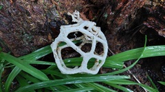 Ileodictyon cibarium