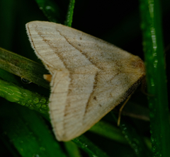 Macrochilo absorptalis