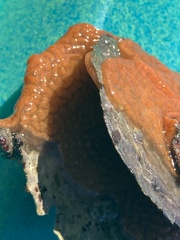 Botrylloides violaceus