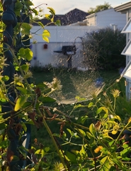 Frontinella pyramitela