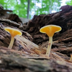 Gerronema strombodes