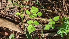 Rubus occidentalis