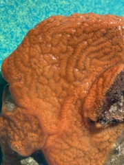 Botrylloides violaceus