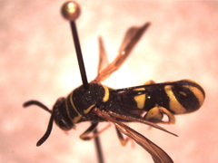 Leucospis