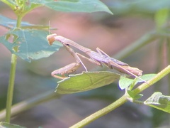 Stagmomantis carolina