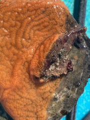 Botrylloides violaceus