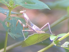 Stagmomantis carolina