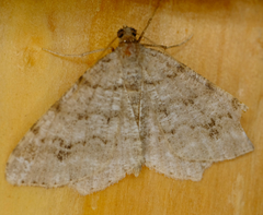 Macaria pinistrobata