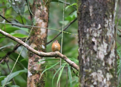 Muscicapa ferruginea