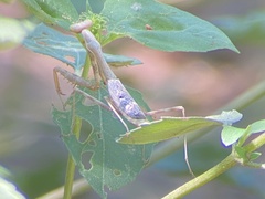 Stagmomantis carolina