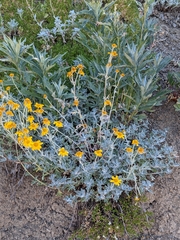 Eriophyllum lanatum