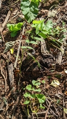 Aegopodium podagraria