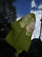 Leucoptera laburnella