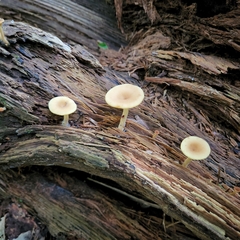 Gerronema strombodes