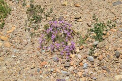 Spergularia purpurea