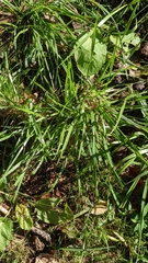 Muhlenbergia schreberi