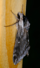 Sphinx poecila