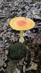 Amanita jacksonii