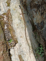 Takydromus sexlineatus