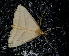 Macrochilo absorptalis