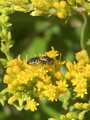 Perdita octomaculata