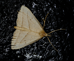 Macrochilo absorptalis