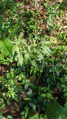 Tragia urticifolia