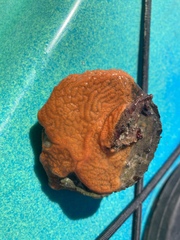 Botrylloides violaceus