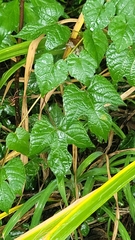 Vitaceae