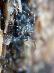 Rilaena triangularis