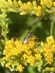 Perdita octomaculata