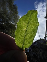 Leucoptera laburnella