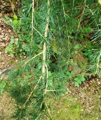 Larix decidua